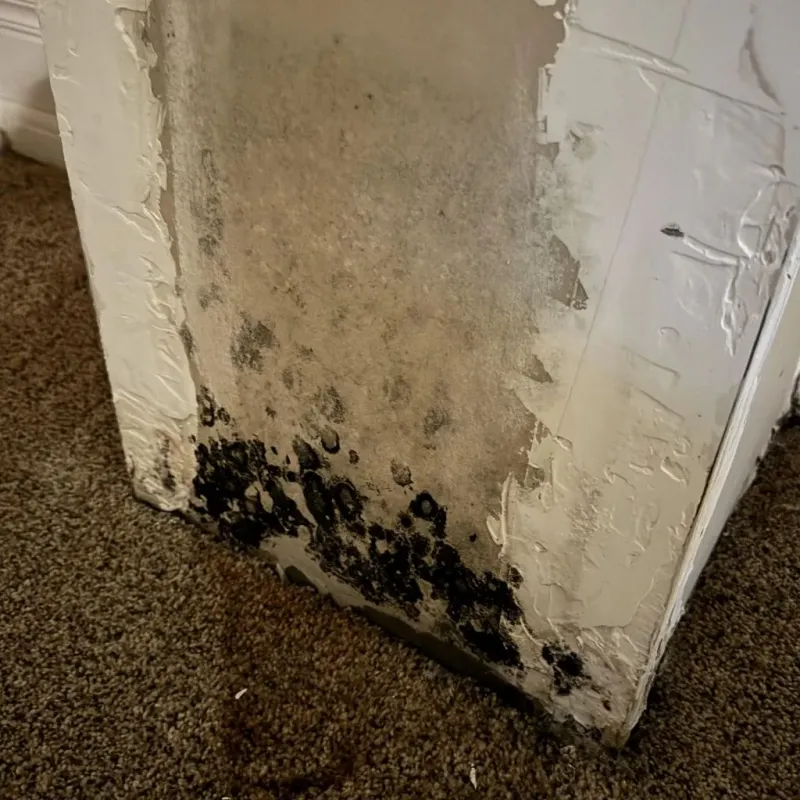 Professional Mold Removal in Smithfield, RI